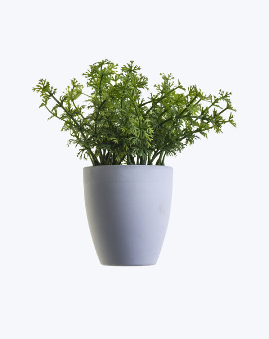 Liriope Grass